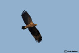 Aquila anatraia maggiore- Greater Spotted Eagle (Aquila clanga)