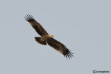 Aquila imperiale -Imperial Eagle (Aquila heliaca)