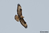 Poiana steppe (Buteo buteo vulpinus)