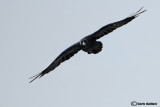 Corvo imperiale- Common Raven (Corvus corax)