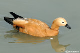 Casarca-Ruddy Shelduck (Tadorna ferruginea)