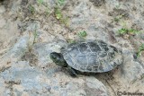 Clemnide iberica-Spanish Terrapin  (Mauremys caspica)