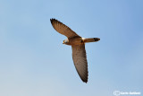 Grillaio- Lesser Kestrel (Falco naumanni)