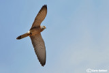 Grillaio- Lesser Kestrel (Falco naumanni)