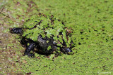 Testuggine dacqua -European Pond Terrapin  (Emys orbicularis)