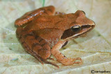 Rana dalmatina-Agile Frog (Rana dalmatina)