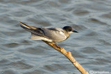 Mignattino-Black Tern (Chlidonias niger)
