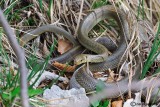 Saettone -Aesculapian Snake  (Zamenis longissimus )