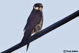 Lodolaio- Eurasian Hobby (Falco subbuteo)