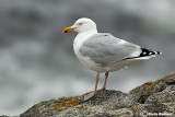 Gabbiano reale nordico-Herring Gull  (Larus argentatus)
