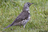 Tordela-Mistle Thrush (Turdus viscivorus)