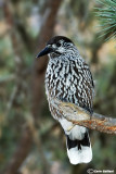 Nocciolaia- Spotted Nutcracker(Nucifraga caryocatactes)