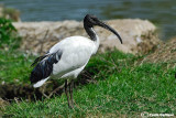 Ibis sacro -Sacred Ibis (Threskiornis aethiopicus)