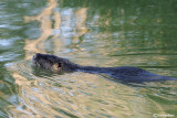 Nutria -Coypu (Myocastor coypus)