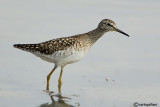Piro piro boschereccio-Wood Sandpiper (Tringa glareola)