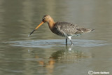 Pittima reale-Black-tailed Godwit  (Limosa limosa)