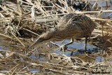 Tarabuso-Bittern (Botaurus stellaris)