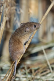 Topolino risaie-Harvest Mouse  (Micromys minutus)