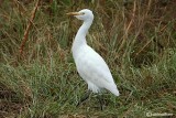 Airone guardabuoi-Cattle Egret (Bubulcus ibis)