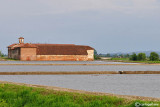 Risaia primavera