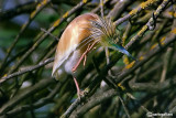 Sgarza ciuffetto-Squacco Heron (Ardeola ralloides)