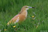 Sgarza ciuffetto-Squacco Heron (Ardeola ralloides)