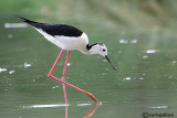 Cavaliere d'Italia-Black-winged Stilt (Himantopus himantopus)