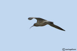 Chiurlo piccolo (Numenius phaeopus)