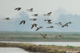 Pantana (Tringa nebularia)