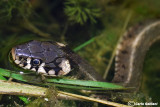 Natrice dal collare -Grass Snake (Natrix natrix)