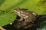 Rana verde-Green Frog (Pelophylax kl. sp.)