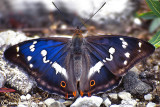 Apatura iris