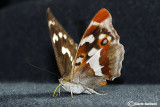 Apatura iris