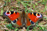   Inachis io