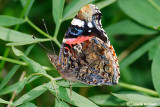   Vanessa atalanta