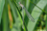 Coenagrion puella female