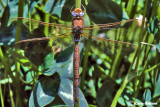Aeshna grandis male