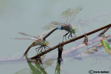   Anax parthenope mating