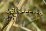 Onychogomphus forcipatus ssp. unguiculatus female