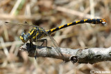 Onychogomphus uncatus male