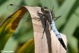 Orthetrum albistylum male