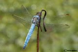 Orthetrum brunneum male