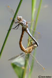 Orthetrum brunneum mating