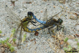 Orthetrum cancellatum mating
