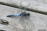 Orthetrum cancellatum male