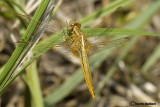 Crocothemis erythraea female