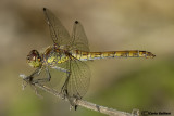   Sympetrum striolatum female