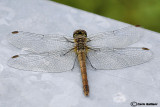 Sympetrum vulgatum female