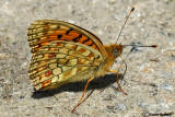 Argynnis niobe