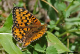 Argynnis aglaja